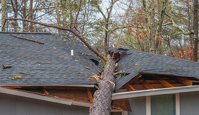 Falling Trees On The Roof