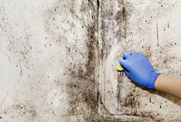 Mold Remediation