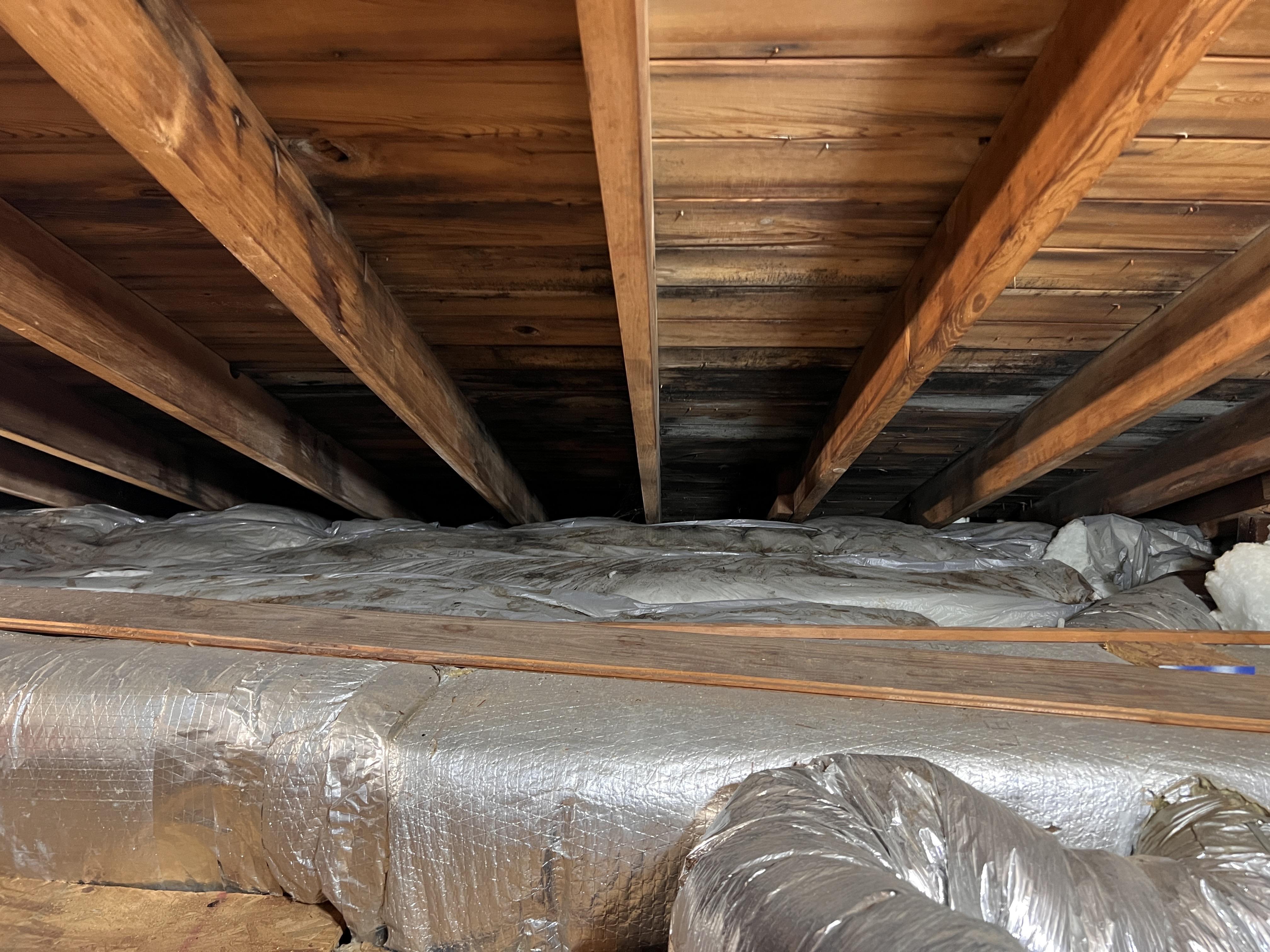 Mold in Attic