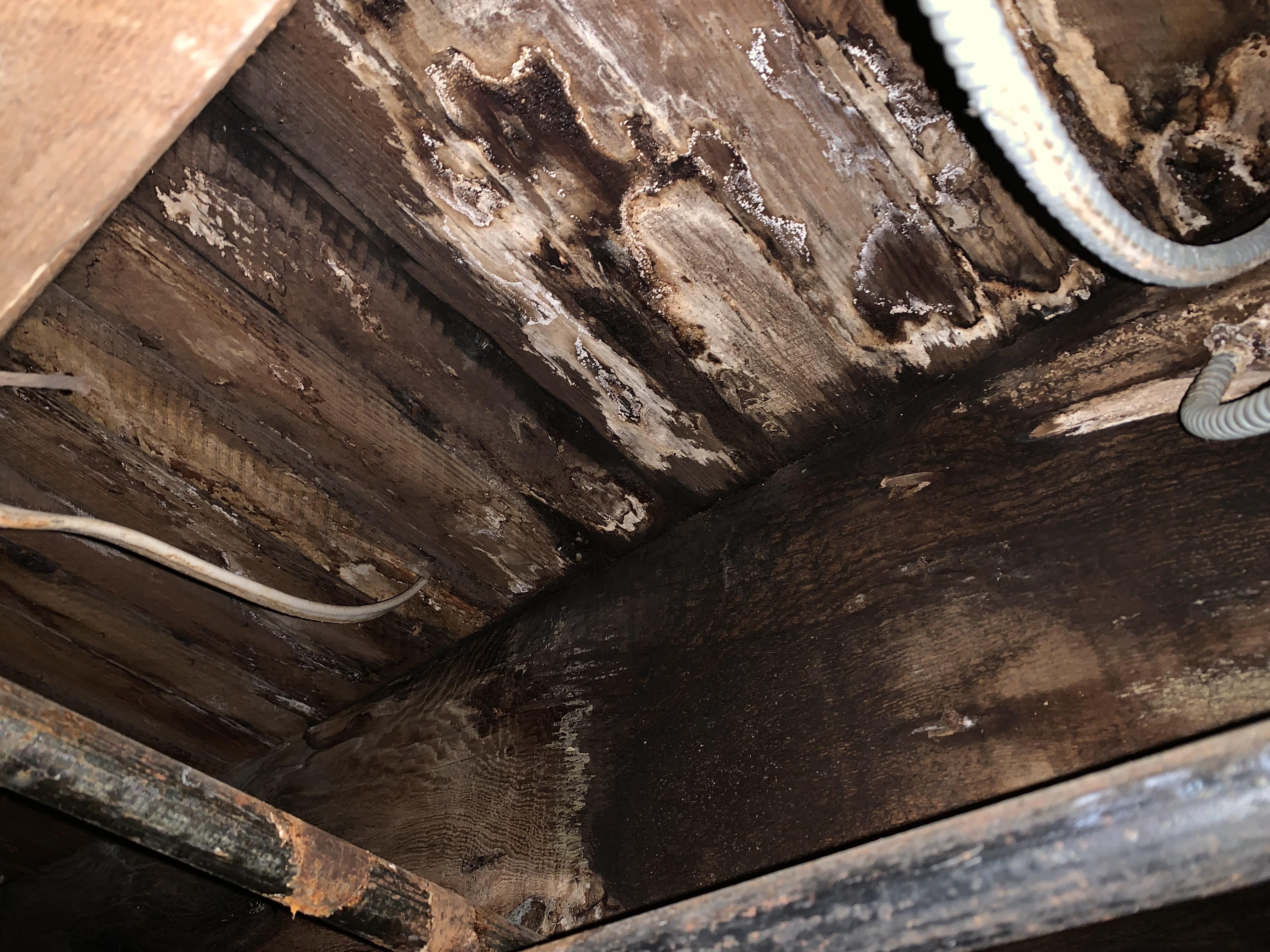 Ice maker leak affecting kitchen and basement.