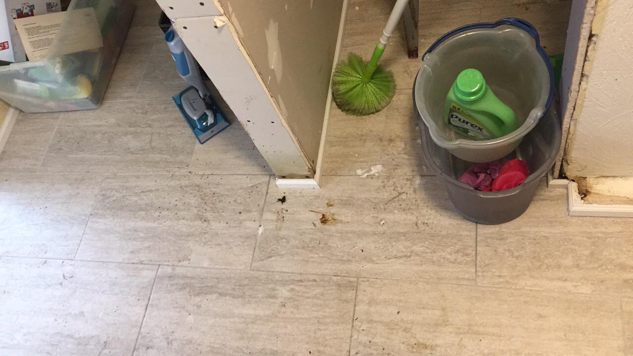 Fecal Matter from Over-Flowed toilet on floor