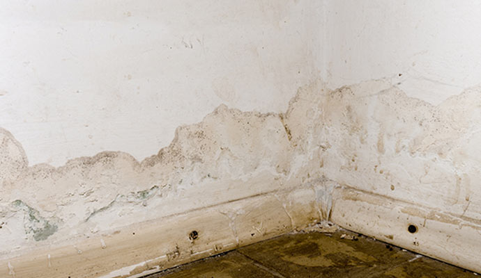 Growing mold in the white wall