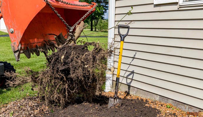 Tree Roots in Sewer Pipe