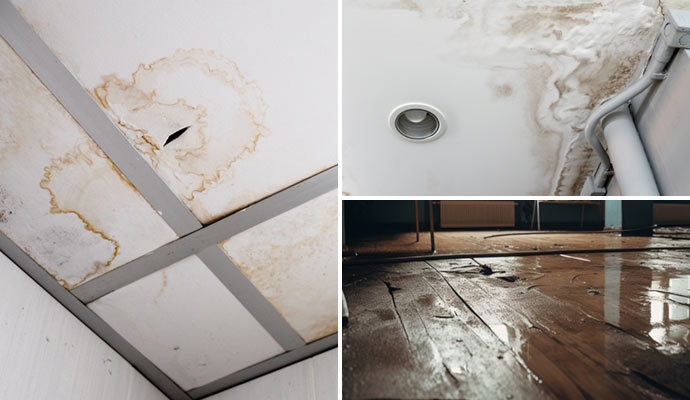 Mold Damage Effected Structure